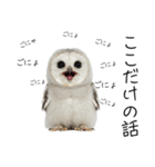 あると助かるメンフクロウのヒナスタンプ（個別スタンプ：10）