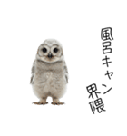 あると助かるメンフクロウのヒナスタンプ（個別スタンプ：20）