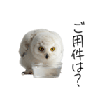 あると助かるメンフクロウのヒナスタンプ（個別スタンプ：21）