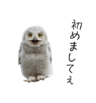 あると助かるメンフクロウのヒナスタンプ（個別スタンプ：26）