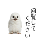 あると助かるメンフクロウのヒナスタンプ（個別スタンプ：33）