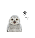 あると助かるメンフクロウのヒナスタンプ（個別スタンプ：34）