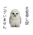 あると助かるメンフクロウのヒナスタンプ（個別スタンプ：35）
