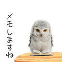 あると助かるメンフクロウのヒナスタンプ（個別スタンプ：36）