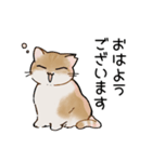 ねこのチョコちゃん（個別スタンプ：1）