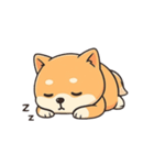 まんまるしばいぬの毎日スタンプ（個別スタンプ：23）