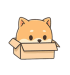 まんまるしばいぬの毎日スタンプ（個別スタンプ：34）