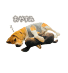 おちゃめなビーグル犬こちゃの日常（個別スタンプ：1）