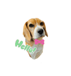 おちゃめなビーグル犬こちゃの日常（個別スタンプ：2）
