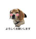 おちゃめなビーグル犬こちゃの日常（個別スタンプ：3）