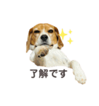 おちゃめなビーグル犬こちゃの日常（個別スタンプ：4）