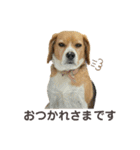おちゃめなビーグル犬こちゃの日常（個別スタンプ：5）