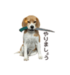 おちゃめなビーグル犬こちゃの日常（個別スタンプ：6）