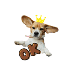 おちゃめなビーグル犬こちゃの日常（個別スタンプ：8）