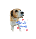 おちゃめなビーグル犬こちゃの日常（個別スタンプ：10）