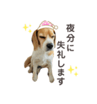 おちゃめなビーグル犬こちゃの日常（個別スタンプ：11）