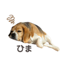 おちゃめなビーグル犬こちゃの日常（個別スタンプ：12）
