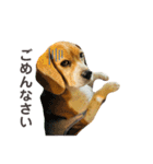 おちゃめなビーグル犬こちゃの日常（個別スタンプ：13）