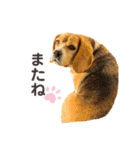 おちゃめなビーグル犬こちゃの日常（個別スタンプ：14）