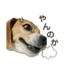 おちゃめなビーグル犬こちゃの日常（個別スタンプ：15）