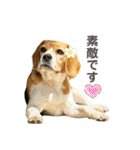 おちゃめなビーグル犬こちゃの日常（個別スタンプ：16）