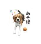 おちゃめなビーグル犬こちゃの日常（個別スタンプ：17）