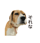 おちゃめなビーグル犬こちゃの日常（個別スタンプ：18）