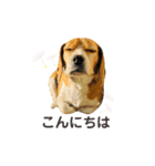 おちゃめなビーグル犬こちゃの日常（個別スタンプ：19）