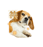 おちゃめなビーグル犬こちゃの日常（個別スタンプ：20）