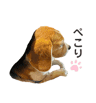 おちゃめなビーグル犬こちゃの日常（個別スタンプ：22）