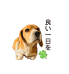 おちゃめなビーグル犬こちゃの日常（個別スタンプ：23）