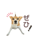 おちゃめなビーグル犬こちゃの日常（個別スタンプ：24）