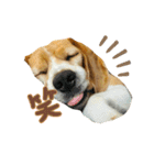 おちゃめなビーグル犬こちゃの日常（個別スタンプ：25）
