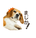 おちゃめなビーグル犬こちゃの日常（個別スタンプ：26）