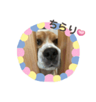 おちゃめなビーグル犬こちゃの日常（個別スタンプ：27）