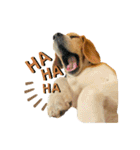おちゃめなビーグル犬こちゃの日常（個別スタンプ：28）