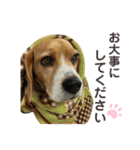 おちゃめなビーグル犬こちゃの日常（個別スタンプ：29）