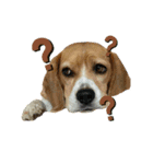 おちゃめなビーグル犬こちゃの日常（個別スタンプ：31）