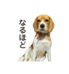 おちゃめなビーグル犬こちゃの日常（個別スタンプ：32）