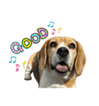 おちゃめなビーグル犬こちゃの日常（個別スタンプ：33）