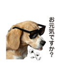 おちゃめなビーグル犬こちゃの日常（個別スタンプ：34）
