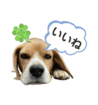 おちゃめなビーグル犬こちゃの日常（個別スタンプ：35）
