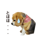 おちゃめなビーグル犬こちゃの日常（個別スタンプ：37）