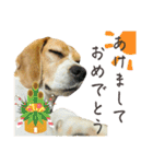 おちゃめなビーグル犬こちゃの日常（個別スタンプ：40）