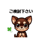 ていねいチワワのごあいさつスタンプ（個別スタンプ：12）