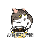 猫あるある（キジ白猫／短毛）（個別スタンプ：3）