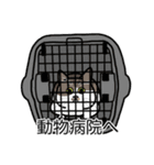 猫あるある（キジ白猫／短毛）（個別スタンプ：8）