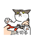 猫あるある（キジ白猫／短毛）（個別スタンプ：11）