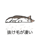 猫あるある（キジ白猫／短毛）（個別スタンプ：13）