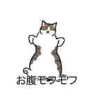 猫あるある（キジ白猫／短毛）（個別スタンプ：14）
